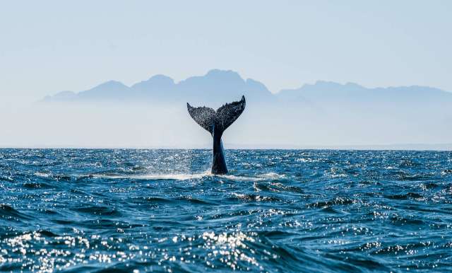 Australia's "humpback comeback" has resulted in a thriving whale-watching tourism industry.