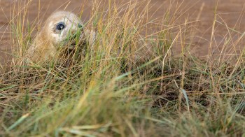 Two seals were removed from the River Nene in England after they depleted the area's fish stocks.