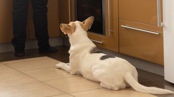 One considerate pet owner did their homework to make sure that buying a new induction cooktop wouldn't harm their dog.