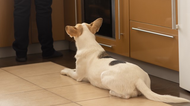 One considerate pet owner did their homework to make sure that buying a new induction cooktop wouldn't harm their dog.