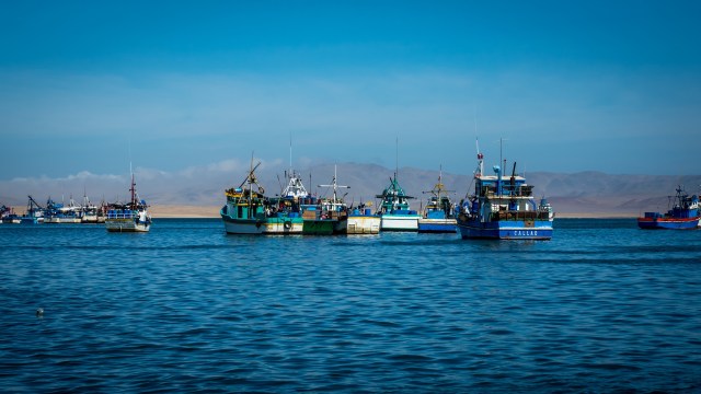 Peru's Ministry of Production has implemented a nationwide ban on the jumbo flying squid fishery from October 26 to November 25, 2025.