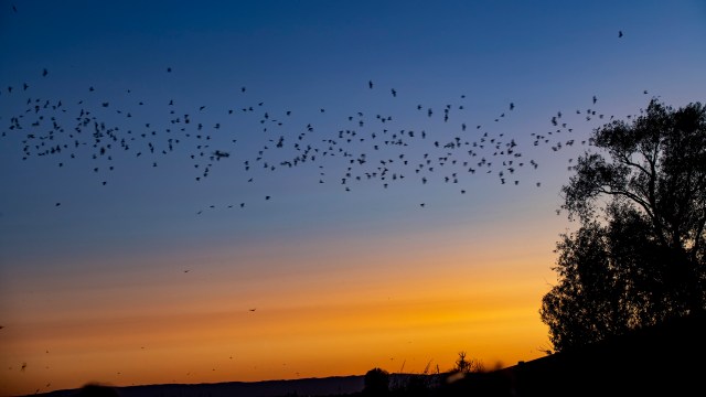 Researchers discovered that greater noctule bats can successfully hunt songbirds while flying at night.