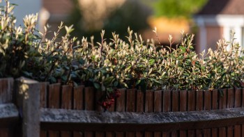 A frustrated homeowner in Ireland turned to Reddit for advice after their neighbor cut down their tree.