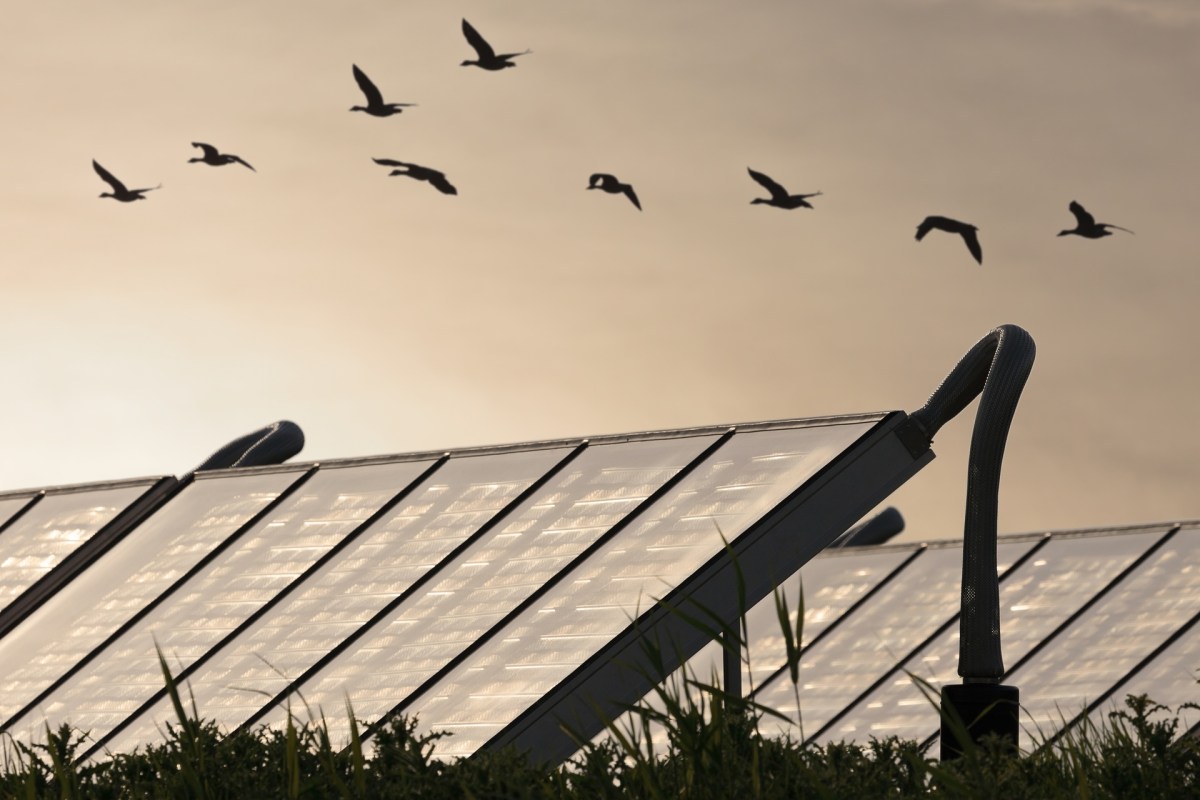 Emerging research shows bats can successfully live alongside solar equipment.