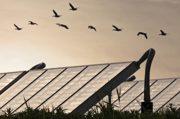 Emerging research shows bats can successfully live alongside solar equipment.