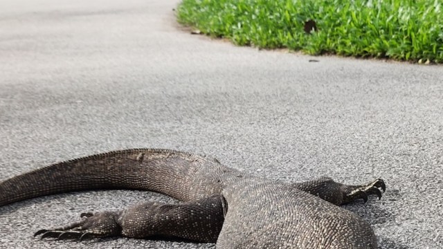A water monitor lizard was spotted on the loose in a small town in Massachusetts and, thankfully, captured by animal rescue officials.