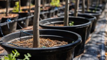The Virginia Department of Forestry recently hosted a one-day tree exchange to encourage residents to remove invasive Callery pear trees.