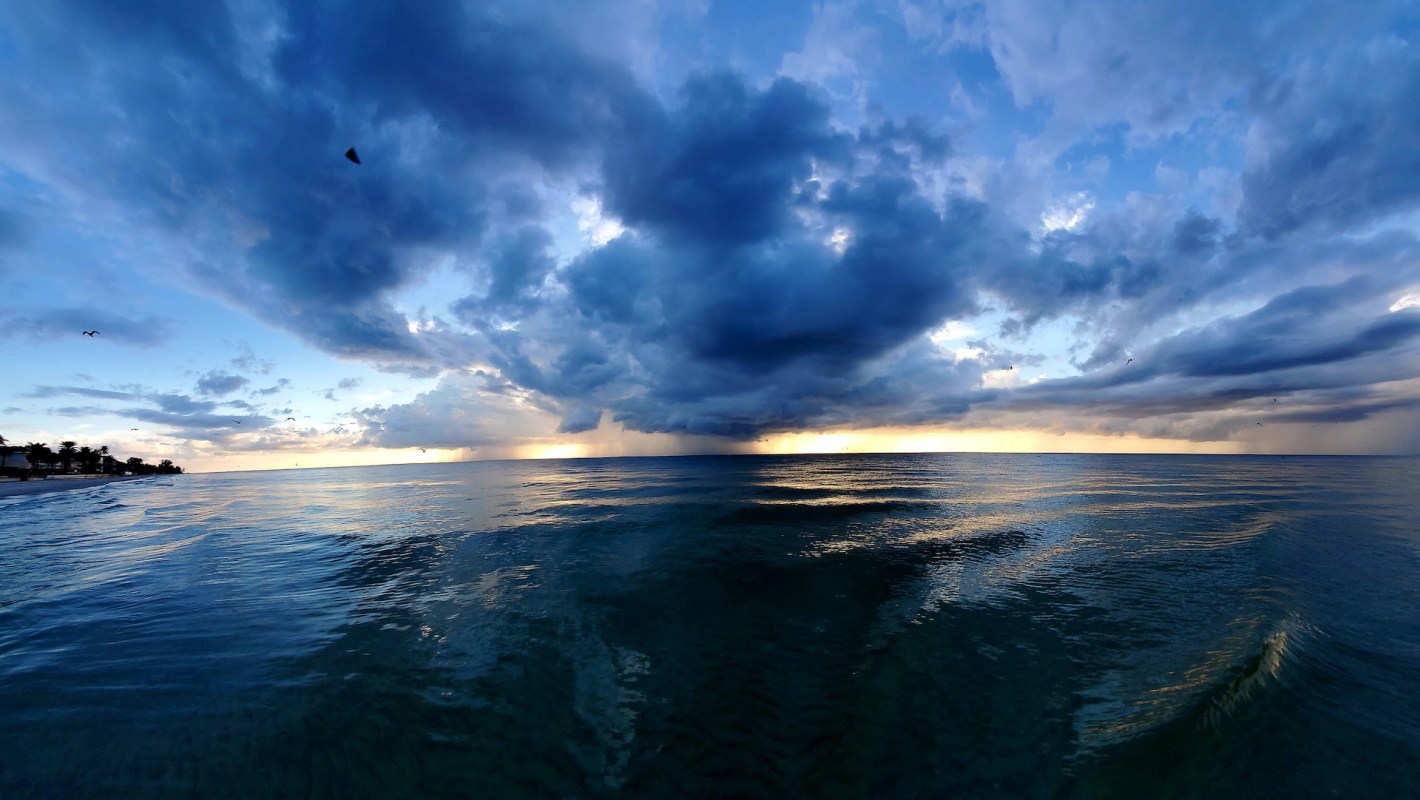 The American horseshoe crab is under threat because of rising sea levels.