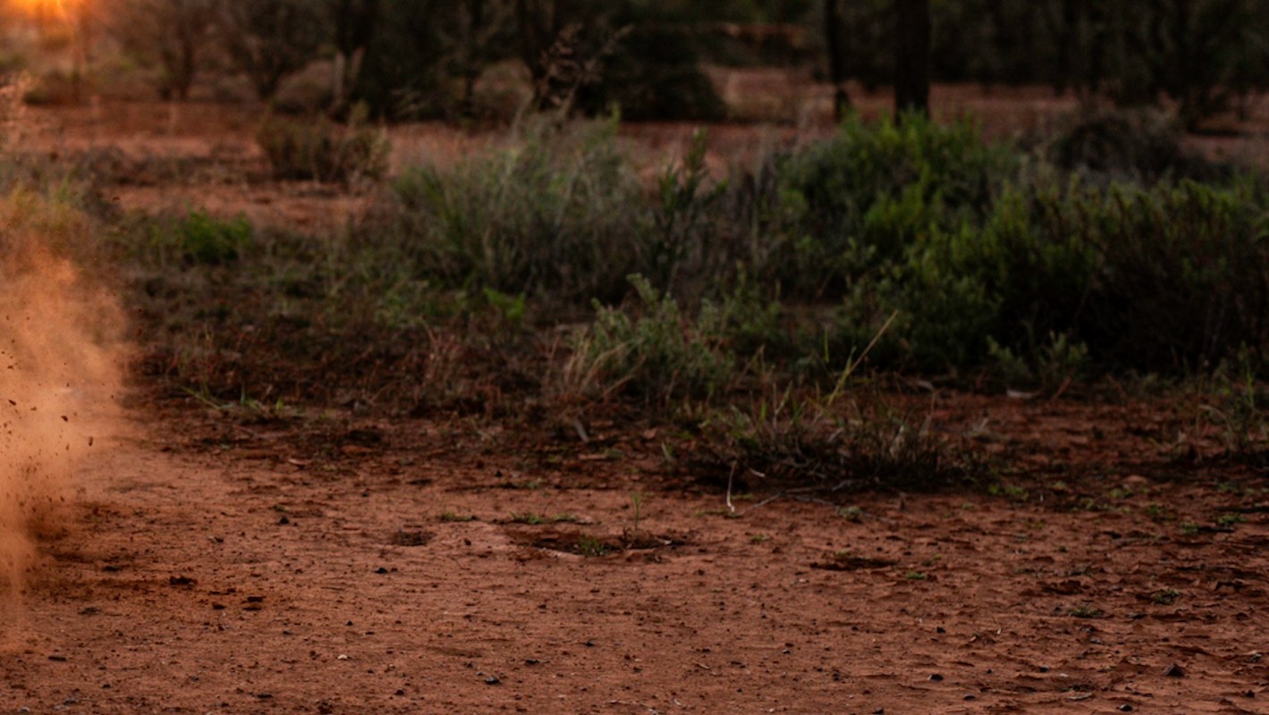 Trail cameras captured the first wild births of northern hairy-nosed wombats at the Powrunna State Forest reserve.