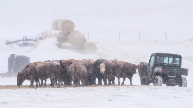 A Wyoming rancher has been industriously breeding what he calls 'super cows,' which could bear environmental benefits.