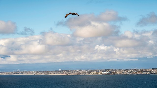 Birdwatchers on a small seabird tour off California's northern coast recently experienced the thrill of a lifetime, as the group spotted a waved albatross.