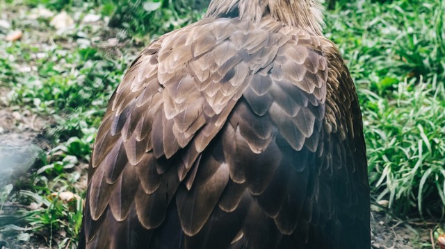 One brave passerby helped spark a remarkable rescue of an injured bald eagle off a busy highway in Bagley, Minnesota.