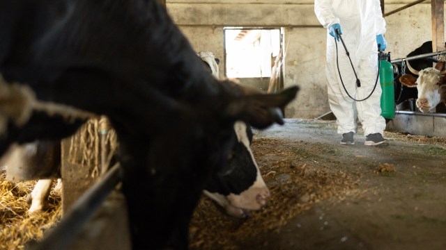 Rift Valley fever is infecting livestock in Africa, most recently in Senegal, causing economic and health concerns.