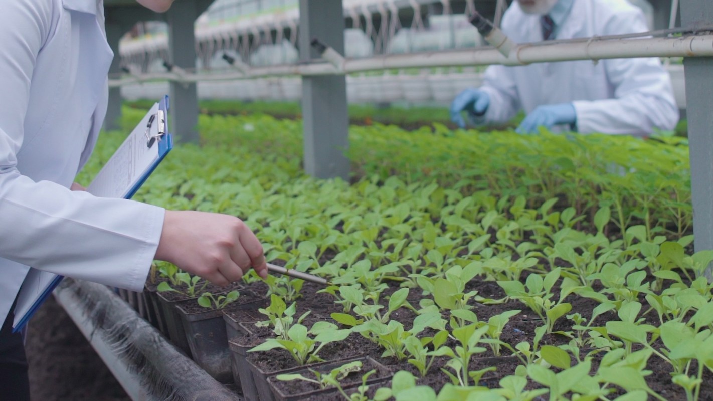 New research highlighted a potential breakthrough in mulch film technology, using a biopolymer, cellulose acetate.