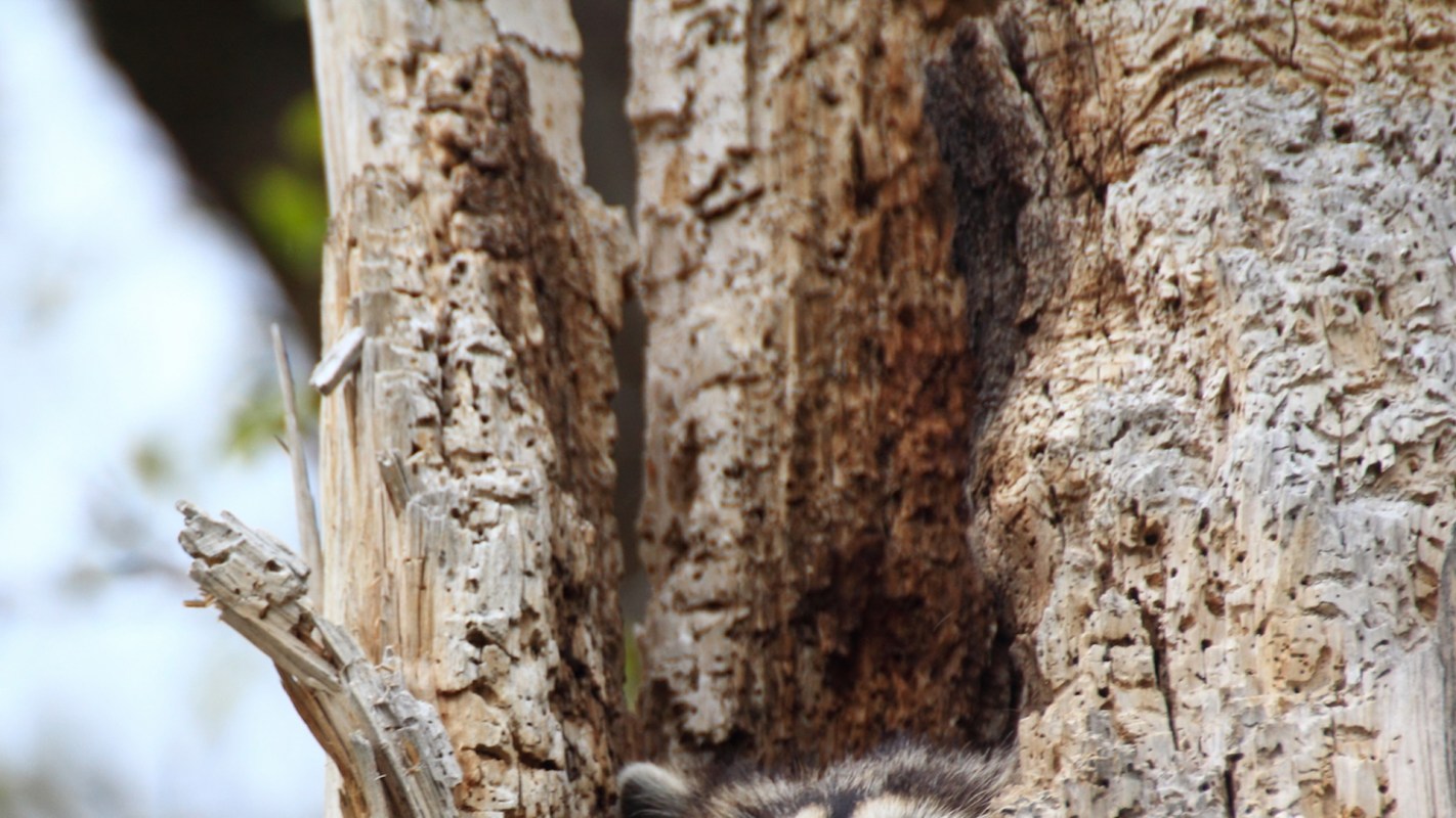 A study from the University of Arkansas at Little Rock suggests that wild raccoons living in urban areas are beginning to show early signs of domestication.