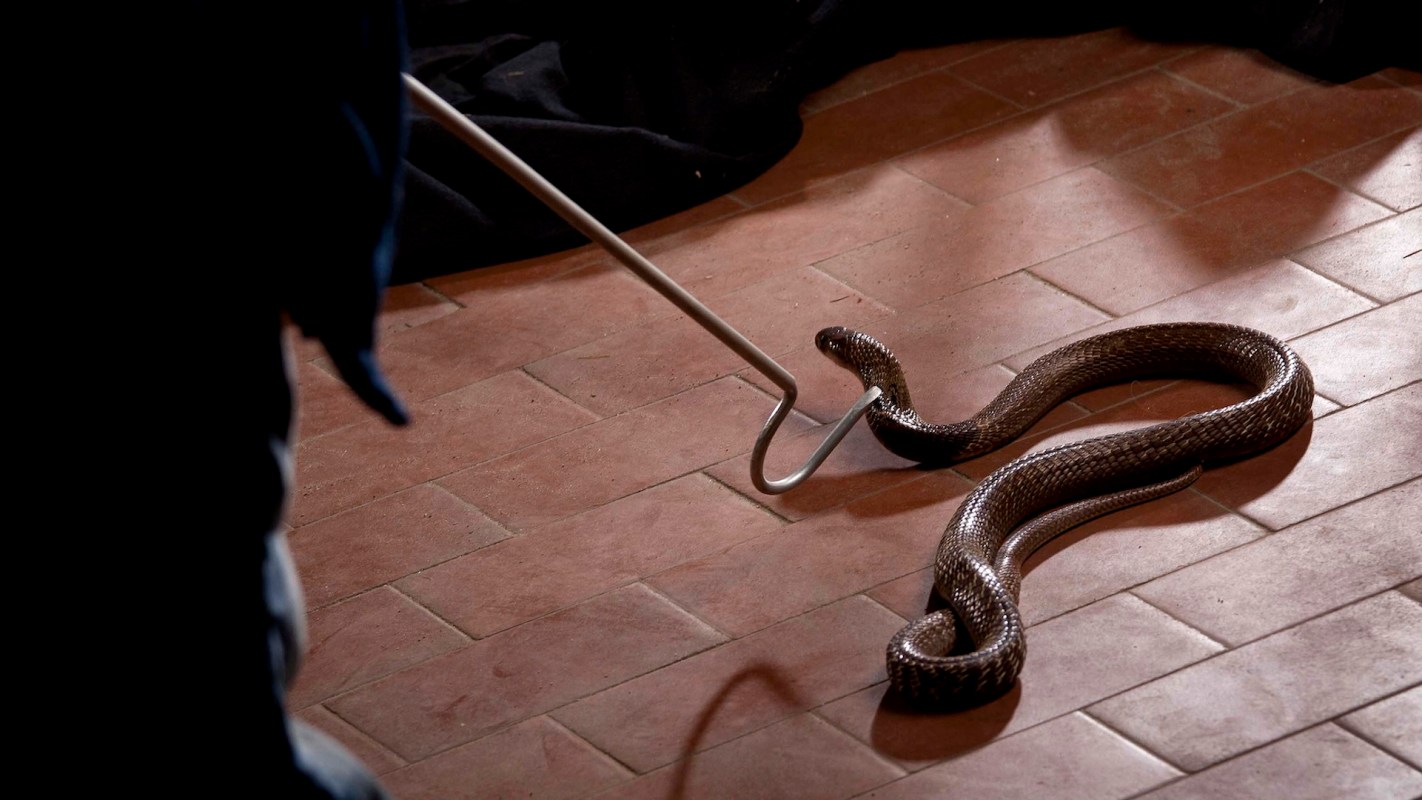 The Florida government has partnered with Inversa to help manage the state's Burmese python population.