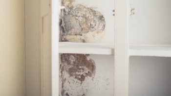 Mold exposure is tied to congestion, asthma flare-ups, and skin irritation, while more prolonged exposure can lead to severe health issues.