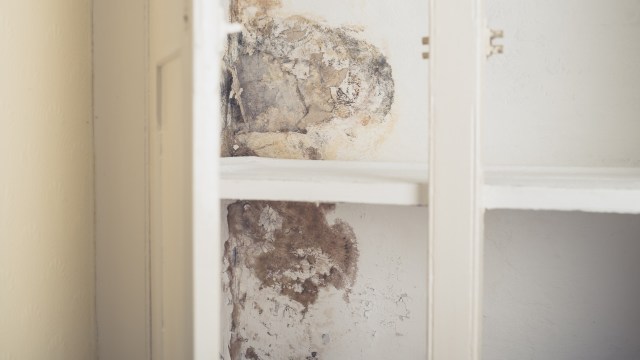 Mold exposure is tied to congestion, asthma flare-ups, and skin irritation, while more prolonged exposure can lead to severe health issues.