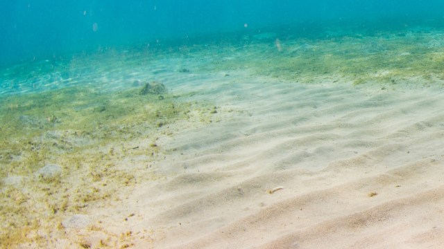 After years of conservation efforts, the green turtle's status has finally been upgraded from "endangered" to "least concern."