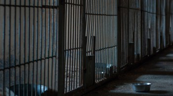 A judge in Posadas, Misiones, ordered authorities to conduct a raid on a local veterinary clinic with the help of OHANA Wildlife Conservation Center, which provided technical support.