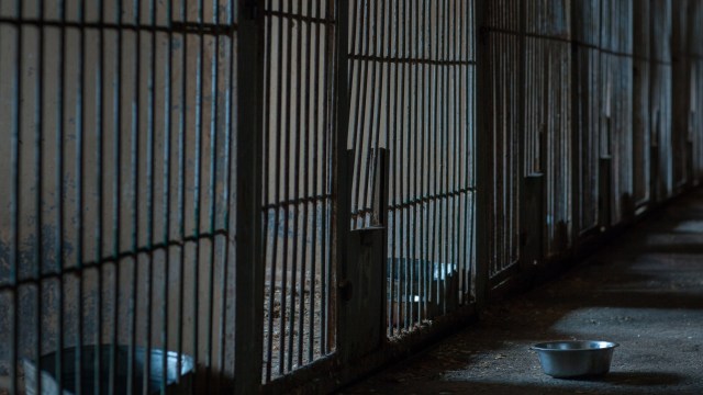 A judge in Posadas, Misiones, ordered authorities to conduct a raid on a local veterinary clinic with the help of OHANA Wildlife Conservation Center, which provided technical support.