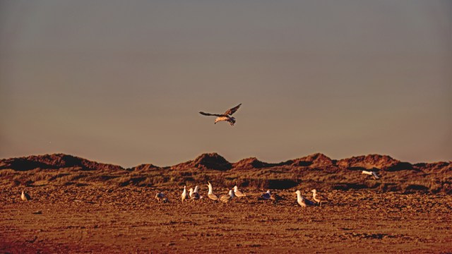 A rare Ross's goose was spotted at the Marshside RSPB Reserve in the United Kingdom, stunning wildlife experts.