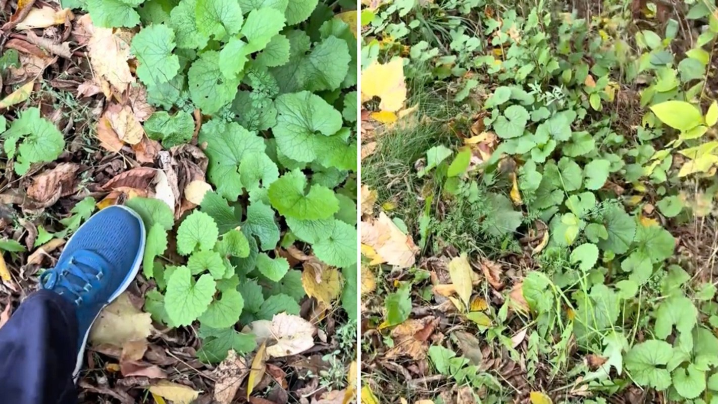 One TikTok forager introduced the surprisingly tasty garlic mustard and how it's a culinary way to help restore ecosystems.