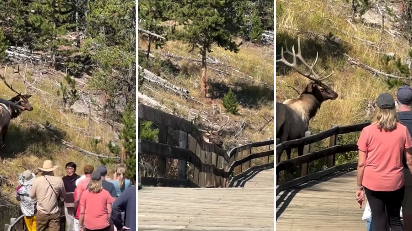 A viral video shows how ignorant tourists at Yellowstone National Park got dangerously close to a wild elk.