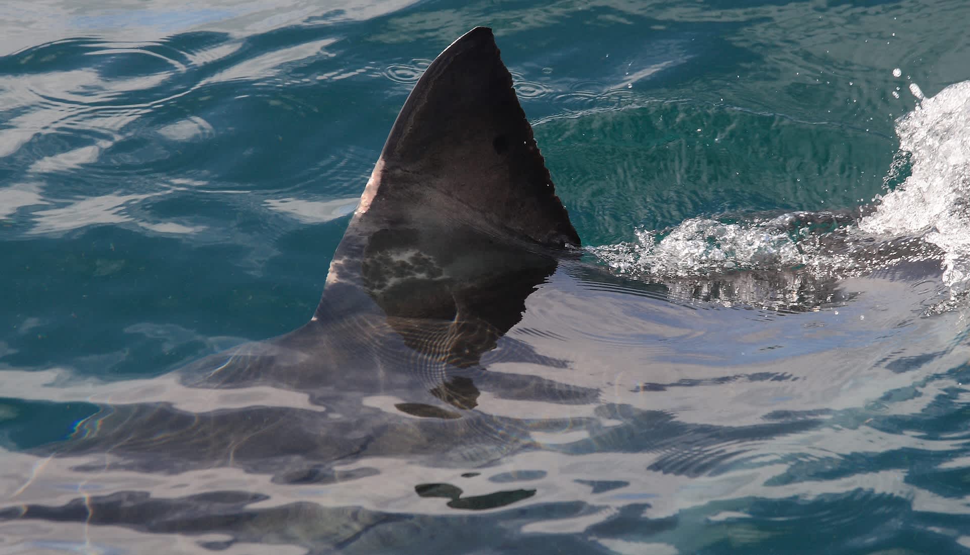 Kayakers capture stunning video of huge shark in water at tourist hotspot: 'You can hear the terror in their voices'