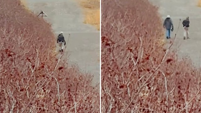 A TikTok video showing two people strolling dangerously close to a moose has one local warning that their casual behavior doesn't match the seriousness of the situation.