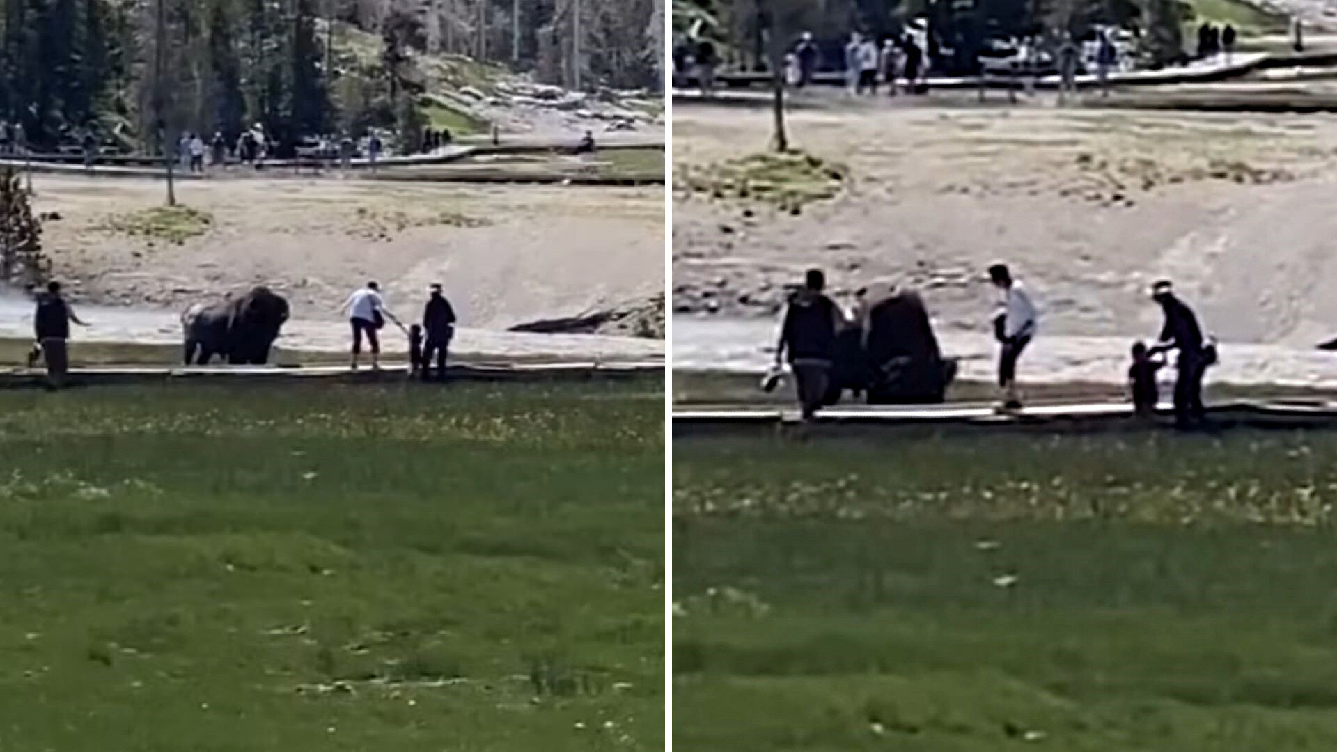 Heart-stopping video shows bison charge at group of tourists in Yellowstone: 'The kid didn't even want to go'