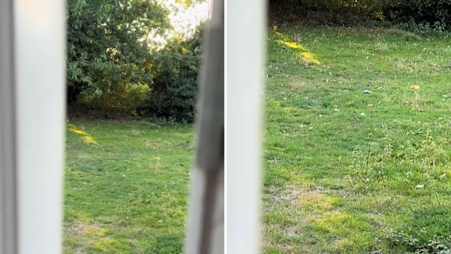 One homeowner got a surprise visit from a woodpecker, and the internet is excited.