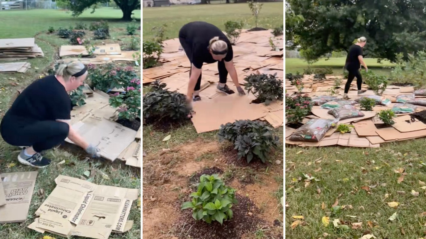 One TikTok gardener shared a resourceful tip to combat unwanted weeds and grass in your garden: Use cardboard boxes.
