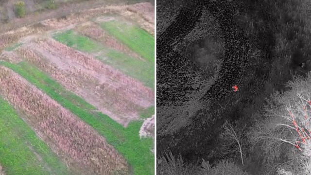 A wildlife surveyor in Missouri captured amazing drone footage of a mountain lion roaming near Columbia.