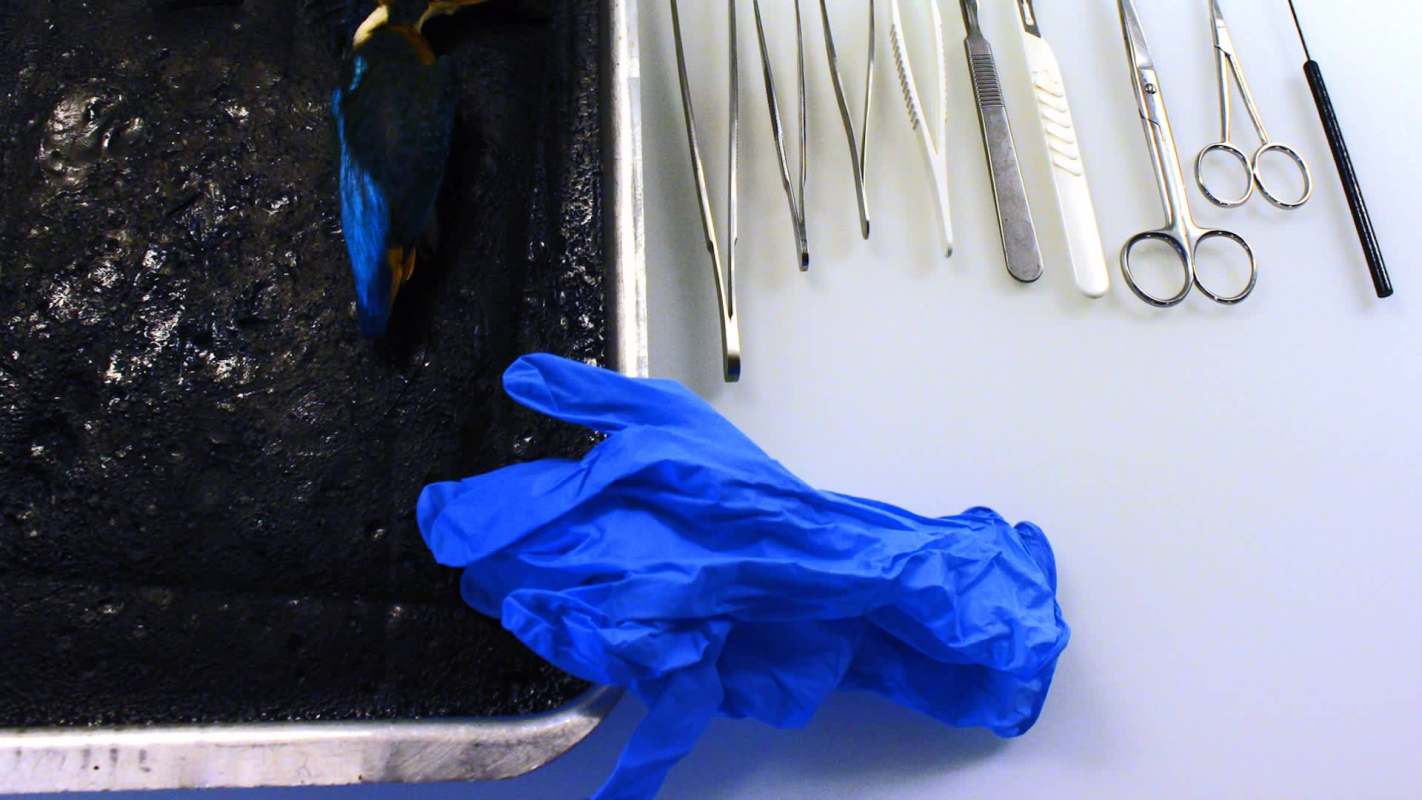 A recent study from The New York Times found that lethal doses of plastic are much smaller than one might think.