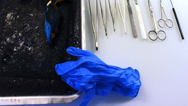 A recent study from The New York Times found that lethal doses of plastic are much smaller than one might think.