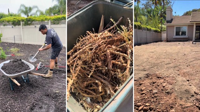 A homeowner reclaiming her yard from a bamboo invasion has captivated TikTok, showing the rewarding transformation after tackling the unwelcome plant.