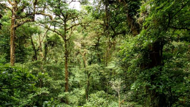 A new study on Indigenous lands in Panama reinforces the understanding that native people are far better stewards of their properties than governments.