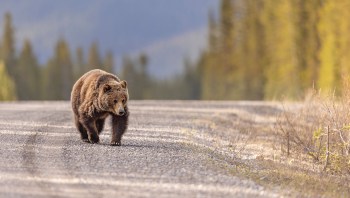 As autumn settled in and Halloween decorations filled porches, a bear in Connecticut captured the public's attention for a bittersweet reason.