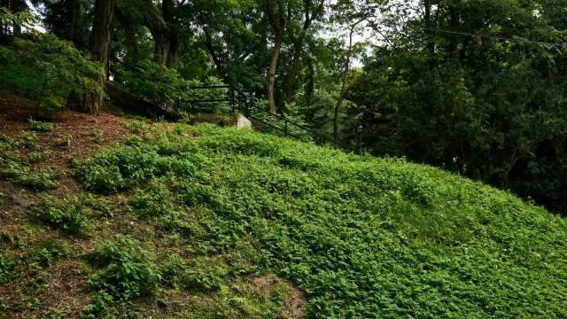Forest management officials in Poland have sounded the alarm about an invasive American mushroom species spreading deep within Białowieża Forest.