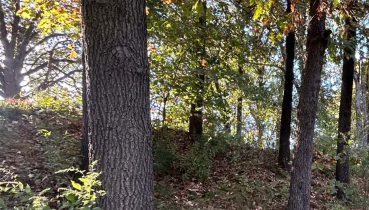 One Redditor shared their epic backyard restoration journey in which they removed many invasive plant species.