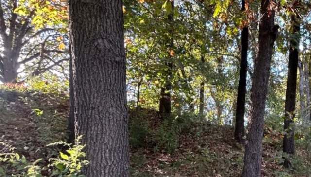 One Redditor shared their epic backyard restoration journey in which they removed many invasive plant species.