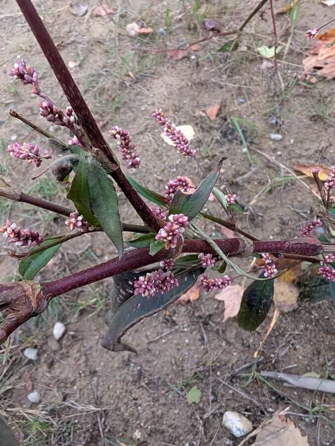 One Reddit user shared a photo of a suspicious twiggy plant, asking, "Invasive plant?"