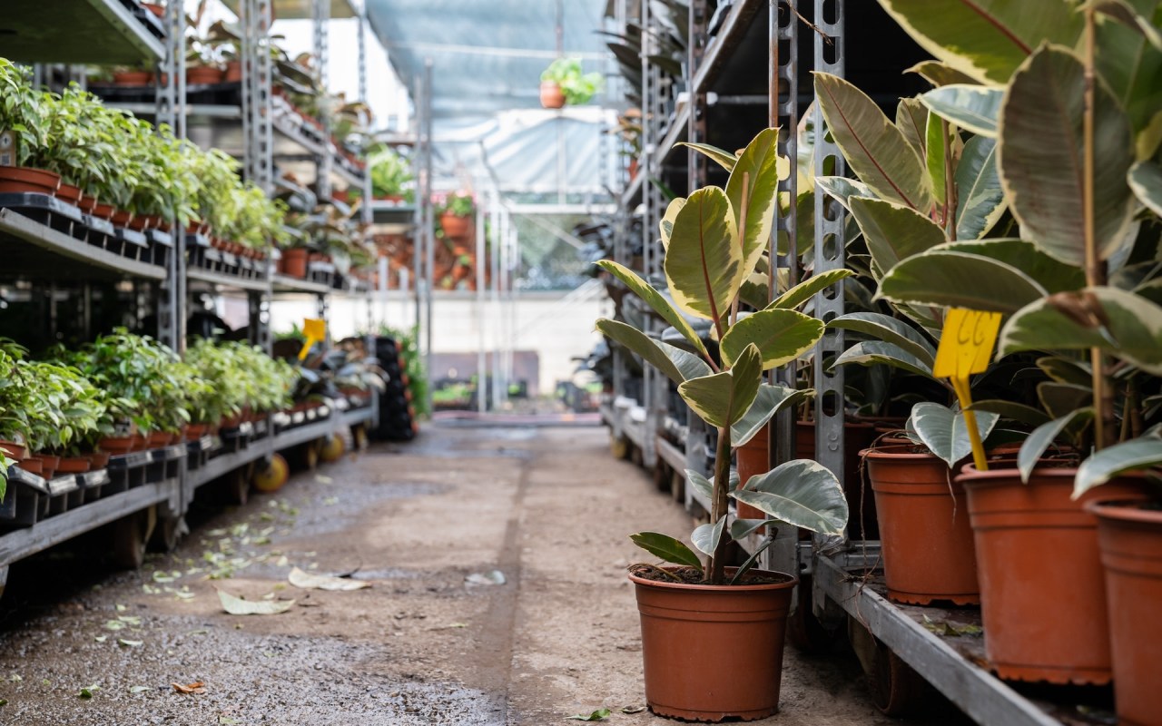 The gardener highlighted how big retailers often stock invasive plants — and how natural ecosystems suffer as a result.