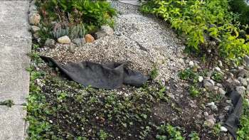 Many homeowners and outdoor enthusiasts know the headache of dealing with invasive plants.