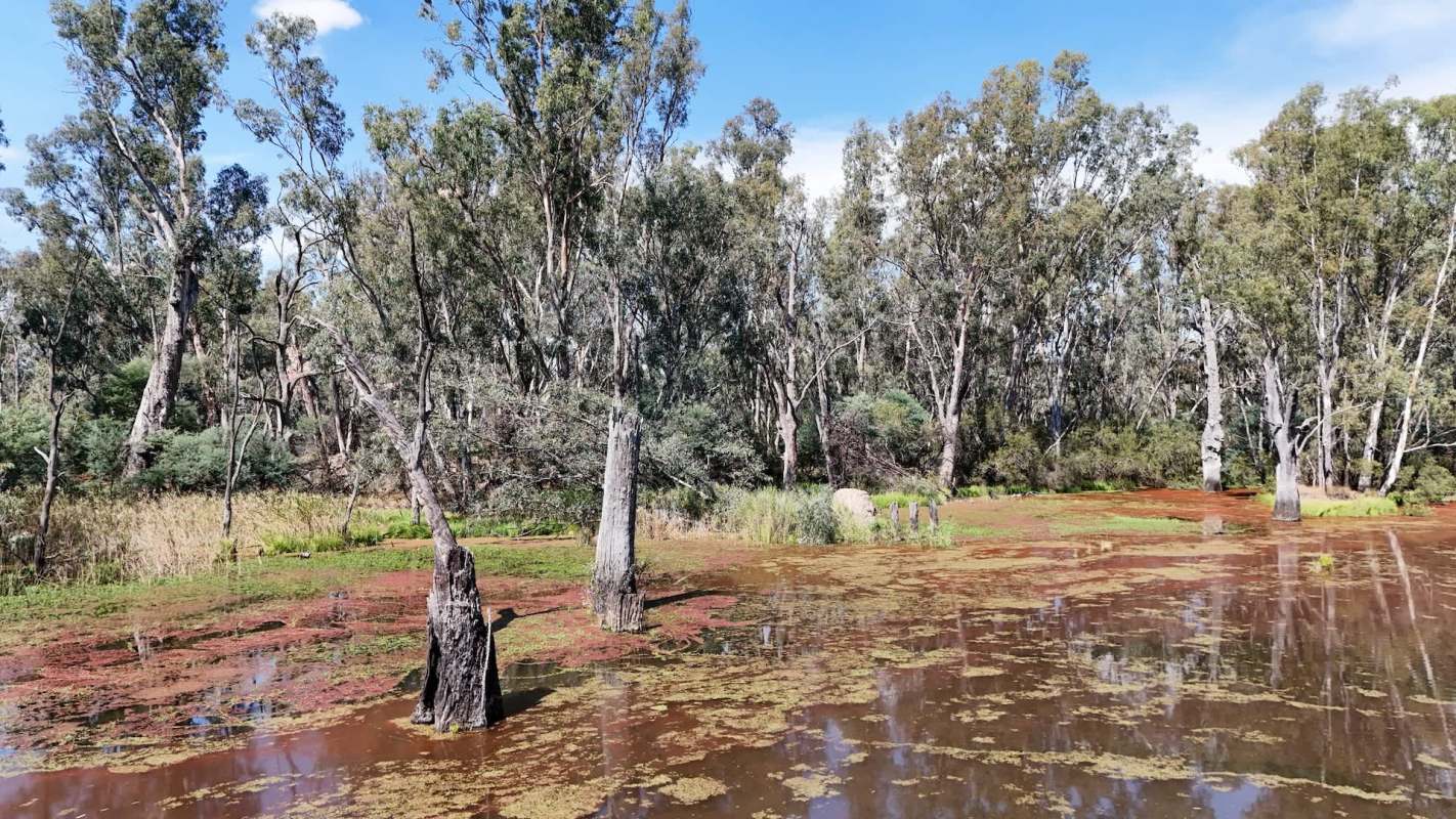 Researchers at the University of Adelaide mapped the spread of the invasive red fox throughout the Australian continent.
