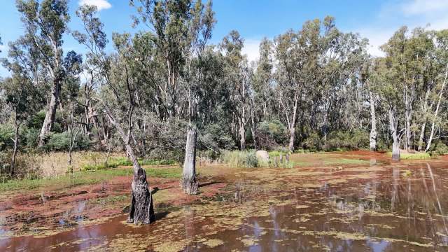 Researchers at the University of Adelaide mapped the spread of the invasive red fox throughout the Australian continent.