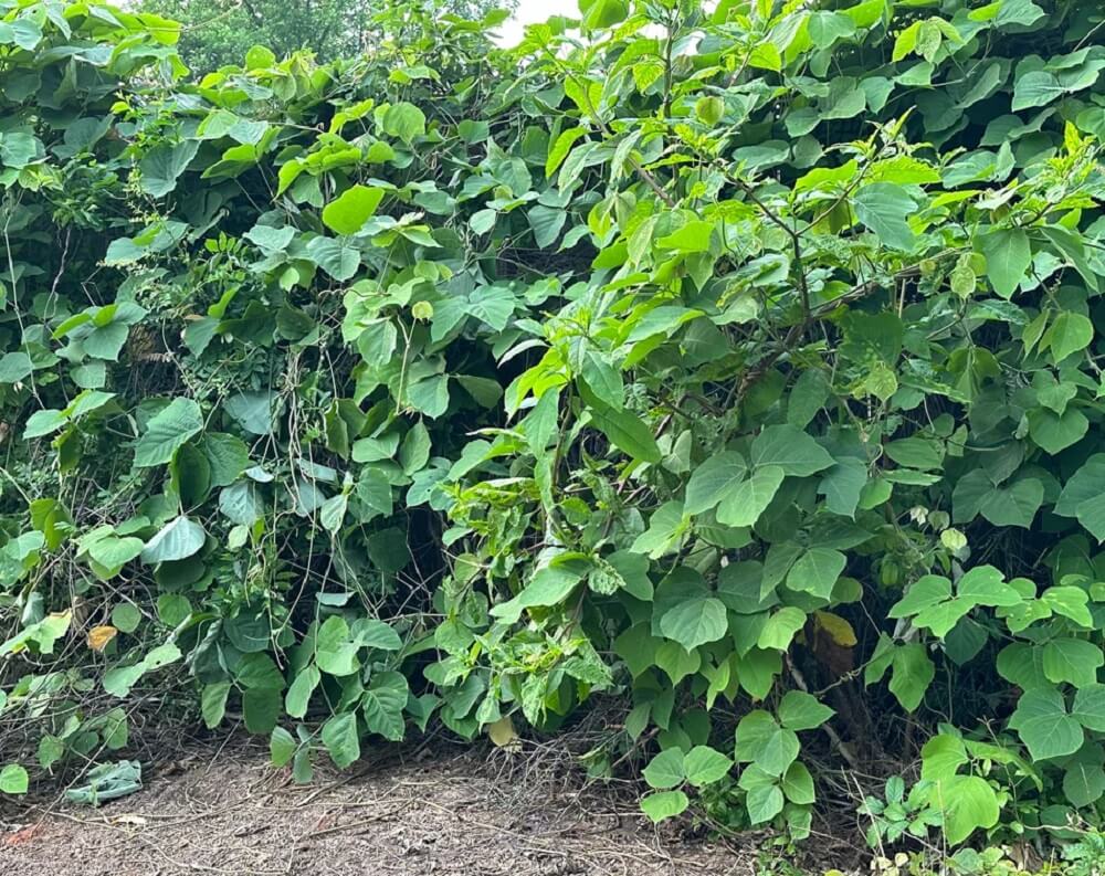 One homeowner took to Reddit to identify the kudzu smothering a fence, and users gave them advice on removing it.