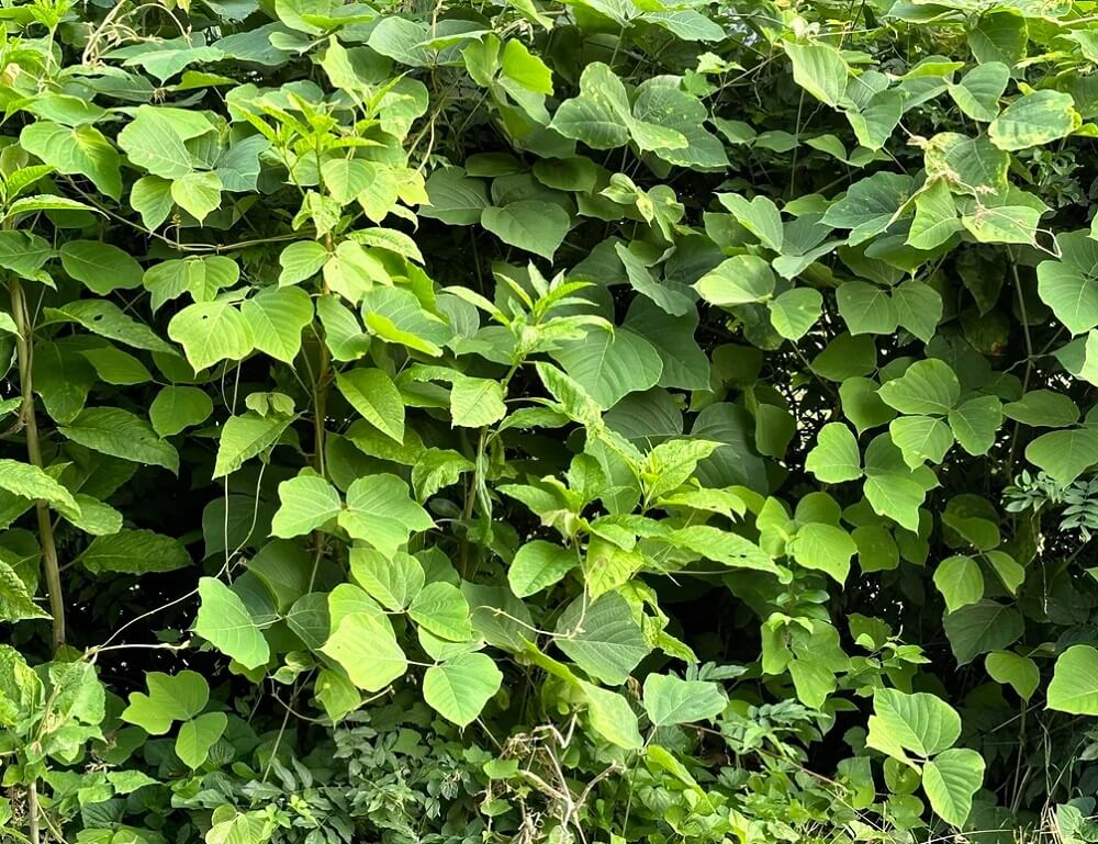 One homeowner took to Reddit to identify the kudzu smothering a fence, and users gave them advice on removing it.