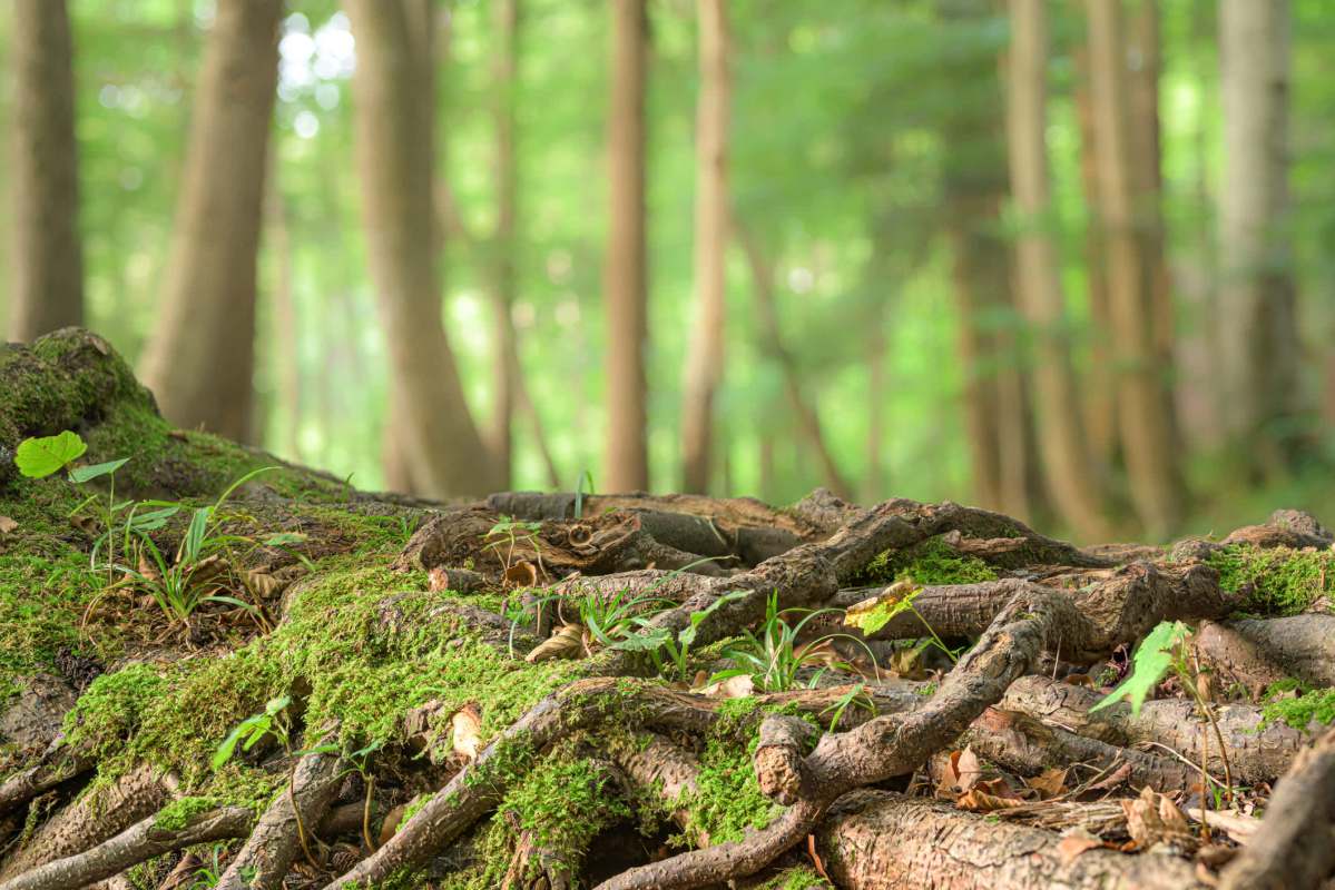 Researchers revealed the global expansion of modern toads on six continents, explaining how the invasive amphibians have traveled so far.